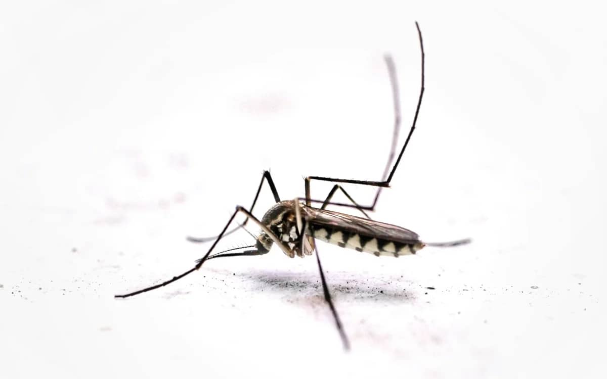 mcgill-and-drexel-university-mosquito-mouths-for-3d-printing
