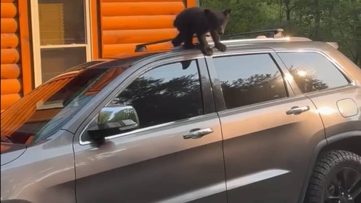 clever-way-to-get-bear-off-car