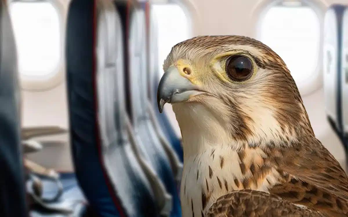 a-saudi-prince-booked-80-seats-on-a-airbus-plane-for-his-falcons-and-yes-they-even-have-passports