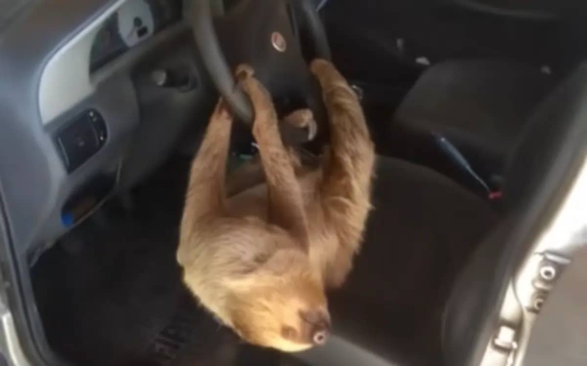 brazilian-finds-sloth-in-his-car