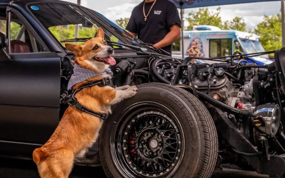 cute-puppy-has-become-supercar-model