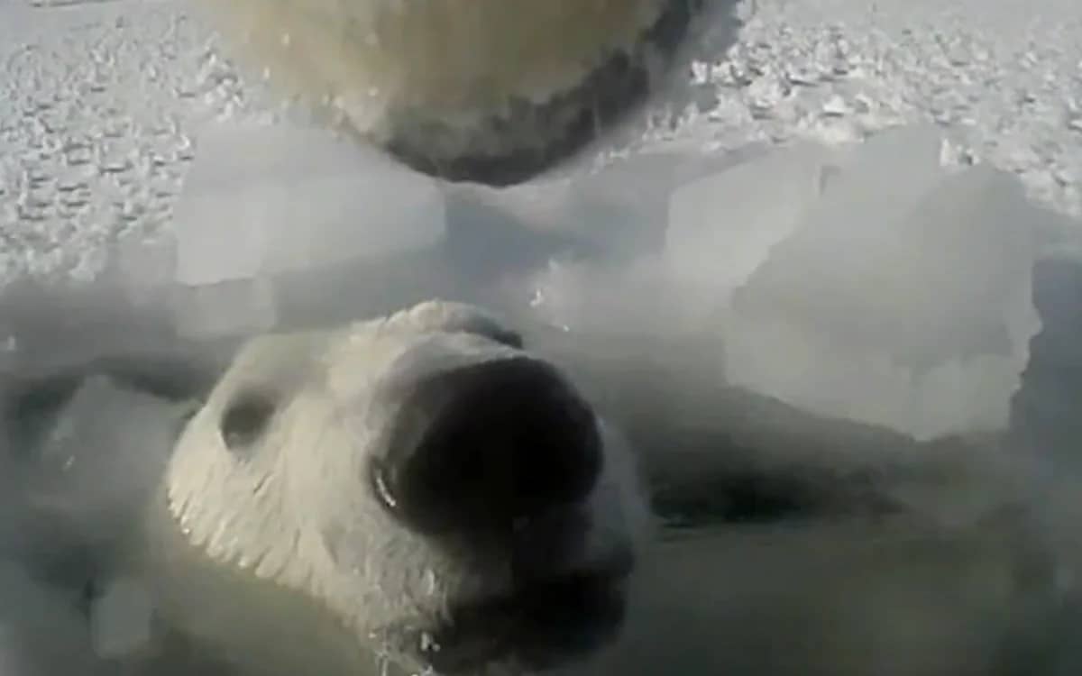 Scientists attached a GoPro to a polar bear to study what they actually do and learnt some important information