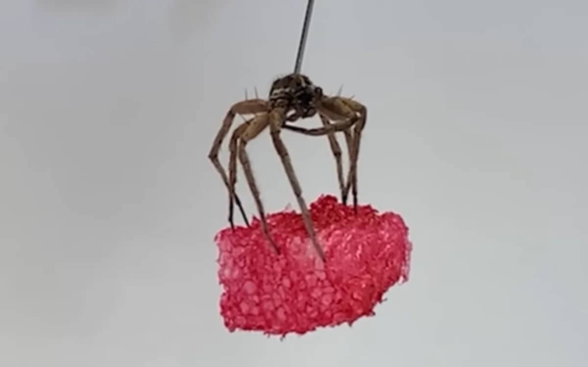 Corpse of a dead spider turned into a robot using 'Necrobotics'