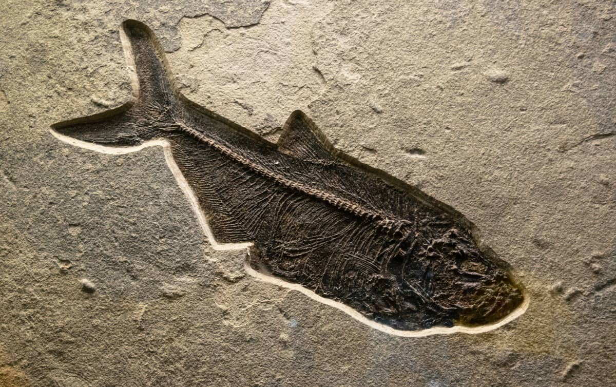 Scientists make breakthrough 1.75 billion-year-old discovery about origin of life