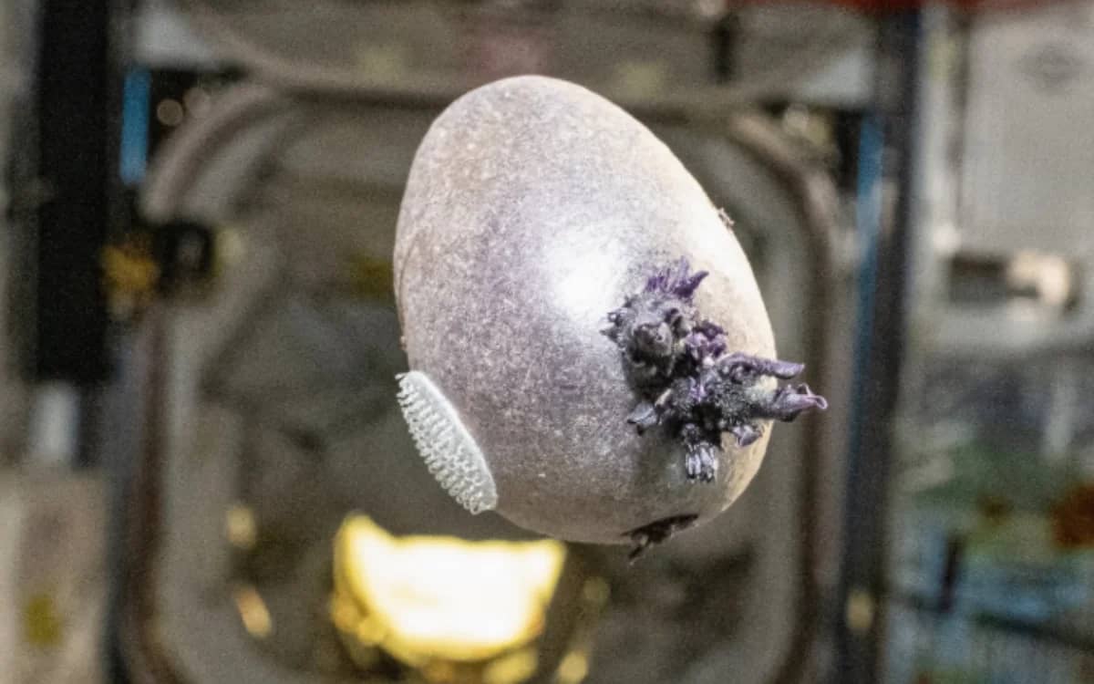 NASA astronaut's horrifying ISS picture of tentacled object has an explanation and it might not be what you'd think