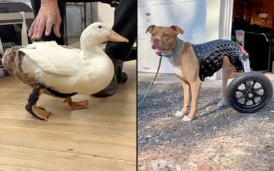 These guys create 3D-printed limbs for animals and it’s the most wholesome thing you’ll see today