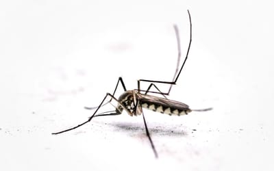 mcgill-and-drexel-university-mosquito-mouths-for-3d-printing
