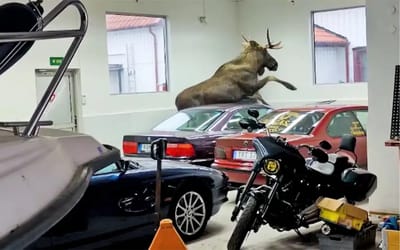 Moose breaks into a BMW performance shop and causes next-level chaos