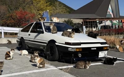 Man goes viral after finding his Toyota AE86 covered by a mass of sleeping cats