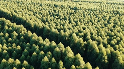 China planted 78 billion new trees but it came with an unexpected side effect