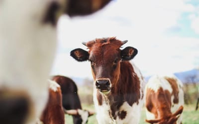 Hyundai’s empire began with one bold moo-ve and one missing cow