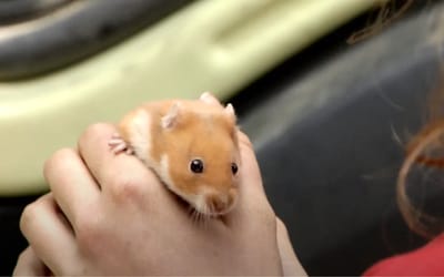 How Volvo’s patented steering tech turned a hamster into a truck driver