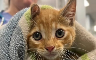 Stray kitten found under car hood gets first-class ride with Delaware firefighters
