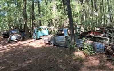 This forest has over 4,000 muscle cars but none are for sale