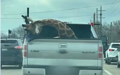 Giraffe in the back of a Ford F-150 in Michigan goes viral as people have a lot of questions