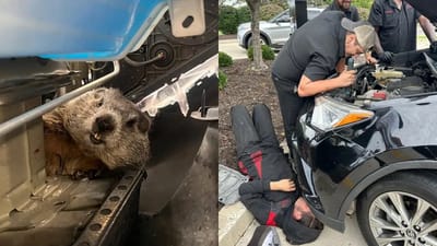 Car wash workers just found a groundhog stuck in this woman’s car