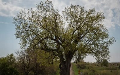 Roundabout in rural Iowa is such an attraction people travel from all around to visit it