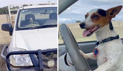 Driving dog cruises around a farm in owner’s pickup truck