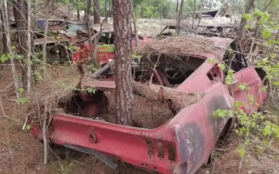 Man discovered 56 classic Mustangs stuck in the woods in Louisiana