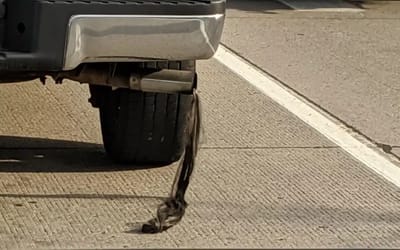 Man gets shocked after seeing ‘hair’ grow from his car’s exhaust pipe