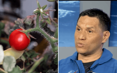 NASA shares photo of how tomatoes that went missing for 8 months now look