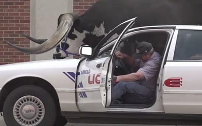 Nebraska police stop Ford with huge bull in passenger seat