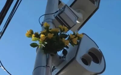 Someone in New York is covering speed cameras with fake flowers and left a note with them