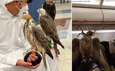 Saudi Prince bought seats on a plane for each of his 80 falcons