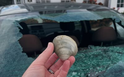 In Nantucket, a seagull’s clam-cracking trick leaves a car with a broken window