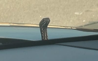 Snake pops out of Missouri woman’s hood while driving son to baseball, the surprise of her life