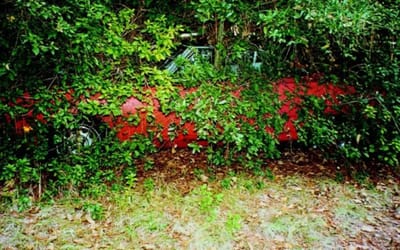 The incredible story of how this Plymouth Superbird came to be hidden in bushes