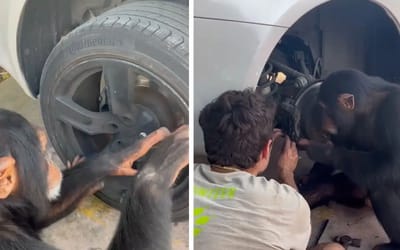 Mechanic chimp named Limbani is actually capable of changing brake pads