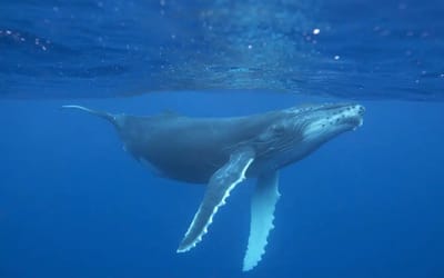 Scientists hold groundbreaking 20-minute ‘conversation’ with humpback whale