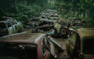 ‘Traffic jam forest’ filled with hundreds of abandoned cars buried in a long line