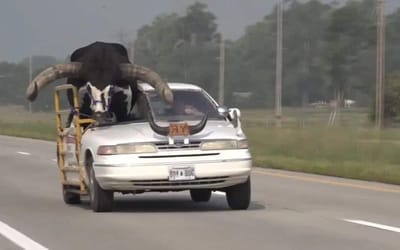 Man pulled over for driving with huge bull riding shotgun