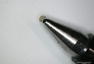 US university develops world's smallest remote controlled robot, so miniscule you wouldn't see it
