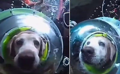 Video of deep-sea diving dog goes viral