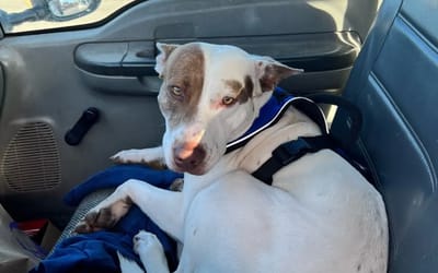 Police in Texas apprehended a dog for reckless driving in Walmart parking lot