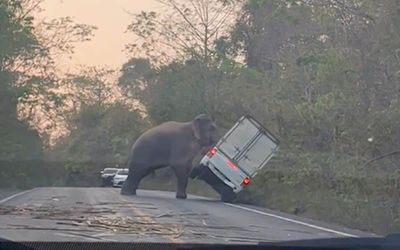 Watch this elephant flip a pickup truck in Thailand