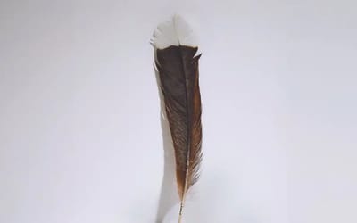 This single feather was sold for $28,000