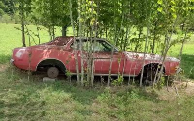 This Mustang was abandoned in a cow field for 30 years – will it run again?