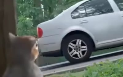 audi-highlights-hold-assist-feature-in-squirrel-ad