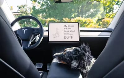 Pet owner shares the unexpected perk of having a Tesla Cybertruck