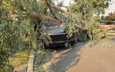 People in awe after Tesla Cybertruck hit by huge tree but was able to drive away