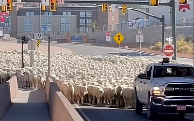 Dodge Ram 2500 had to herd sheep on a highway in Utah