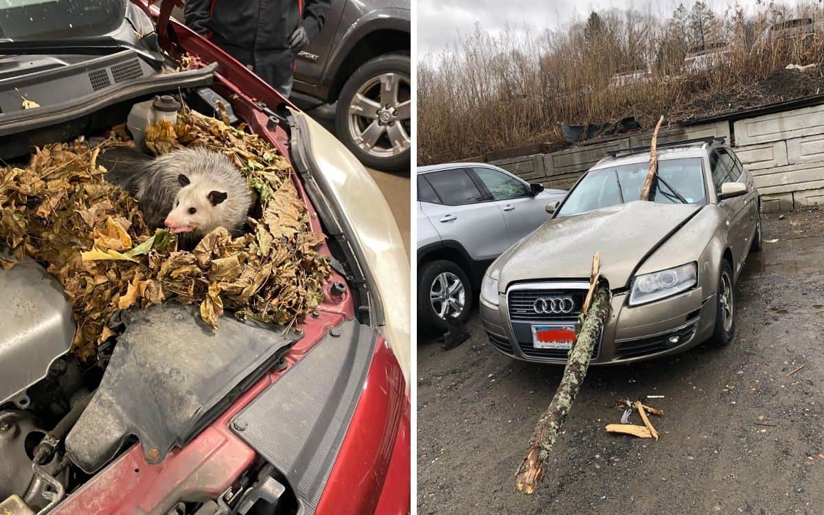 An opossum nestled in a pile of leaves under the car bonnet with a photo of a branch through the front of another car.