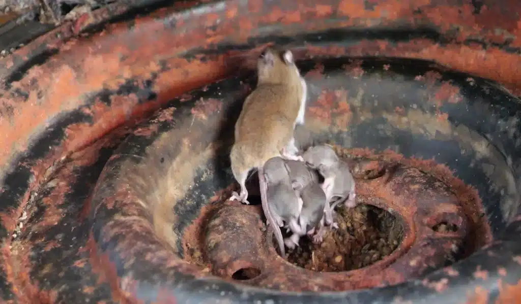 Mice in car