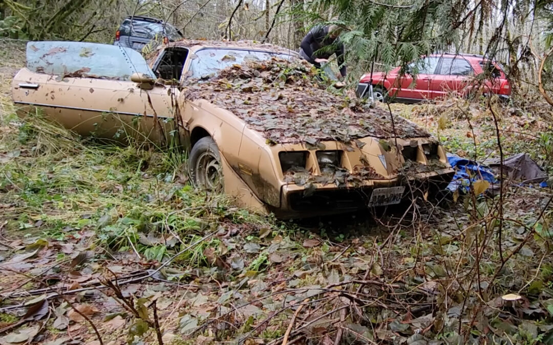 Pontiac Firebird Trans Am pulled from woods after 20 years