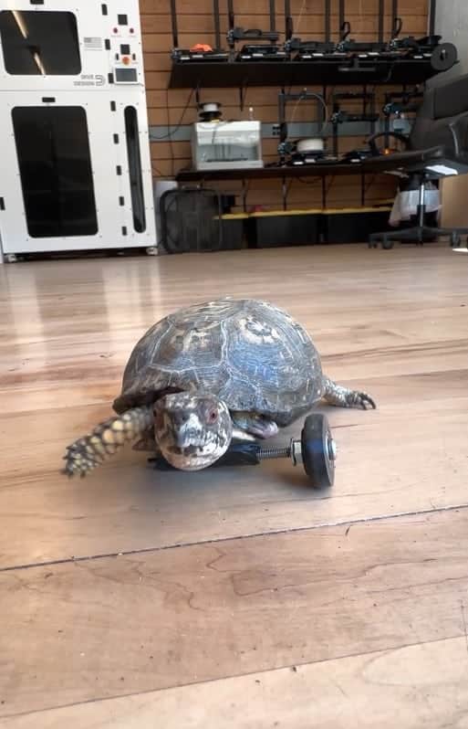 3D pets - turtle