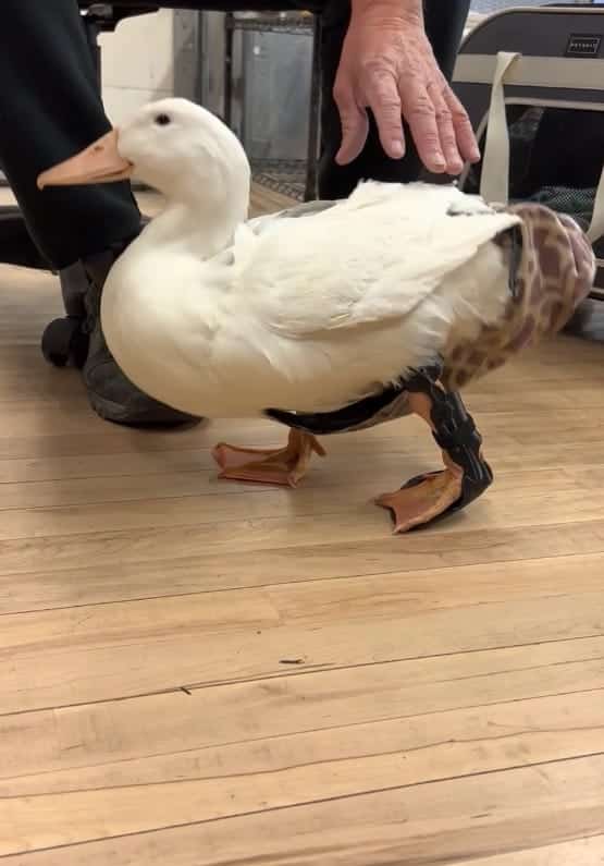 3D pets - duck